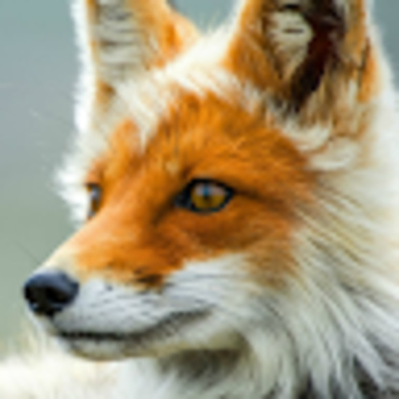 Meet your Posher, Hailey - Picture 1 of 1